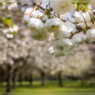 Wer wird heute wohl, da die Kirschenbäume blühn, auf das Unkraut sehn? (Sodô)